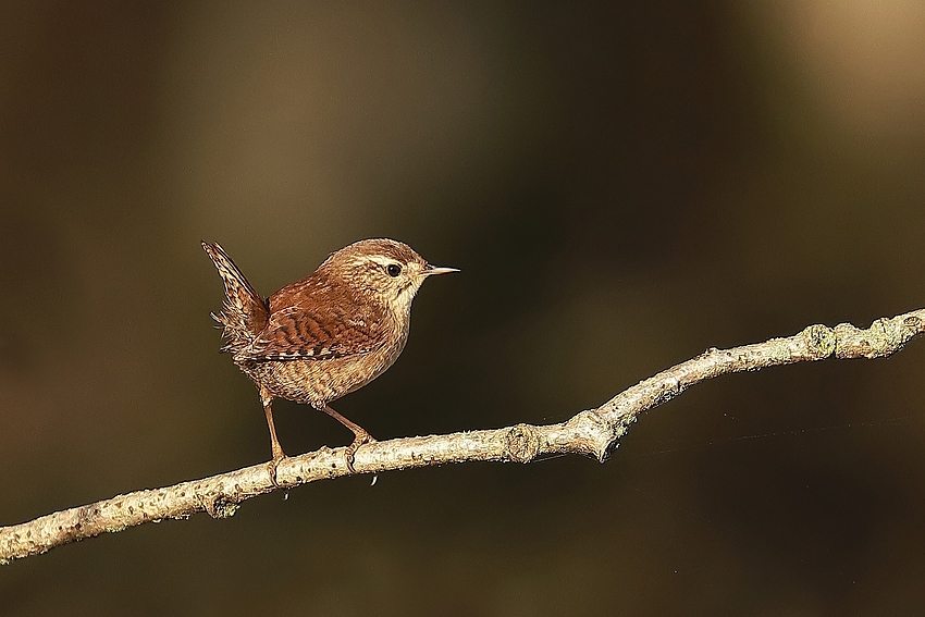 Zaunkönig (Troglodytes troglodytes) 