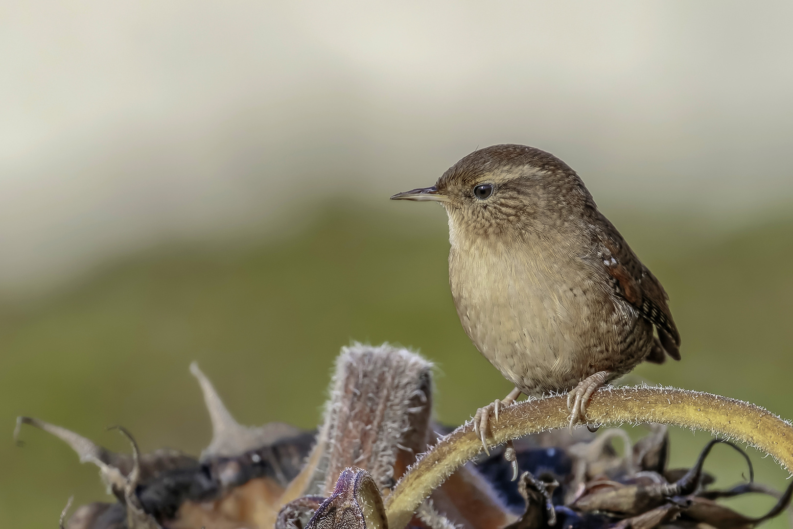 Zaunkönig (Troglodytes troglodytes)