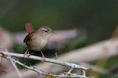 Zaunkönig (Troglodytes troglodytes) 