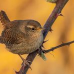 Zaunkönig (Troglodytes troglodytes)