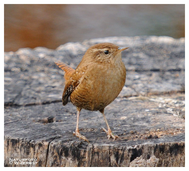 -- Zaunkönig -- (Troglodytes troglodytes )