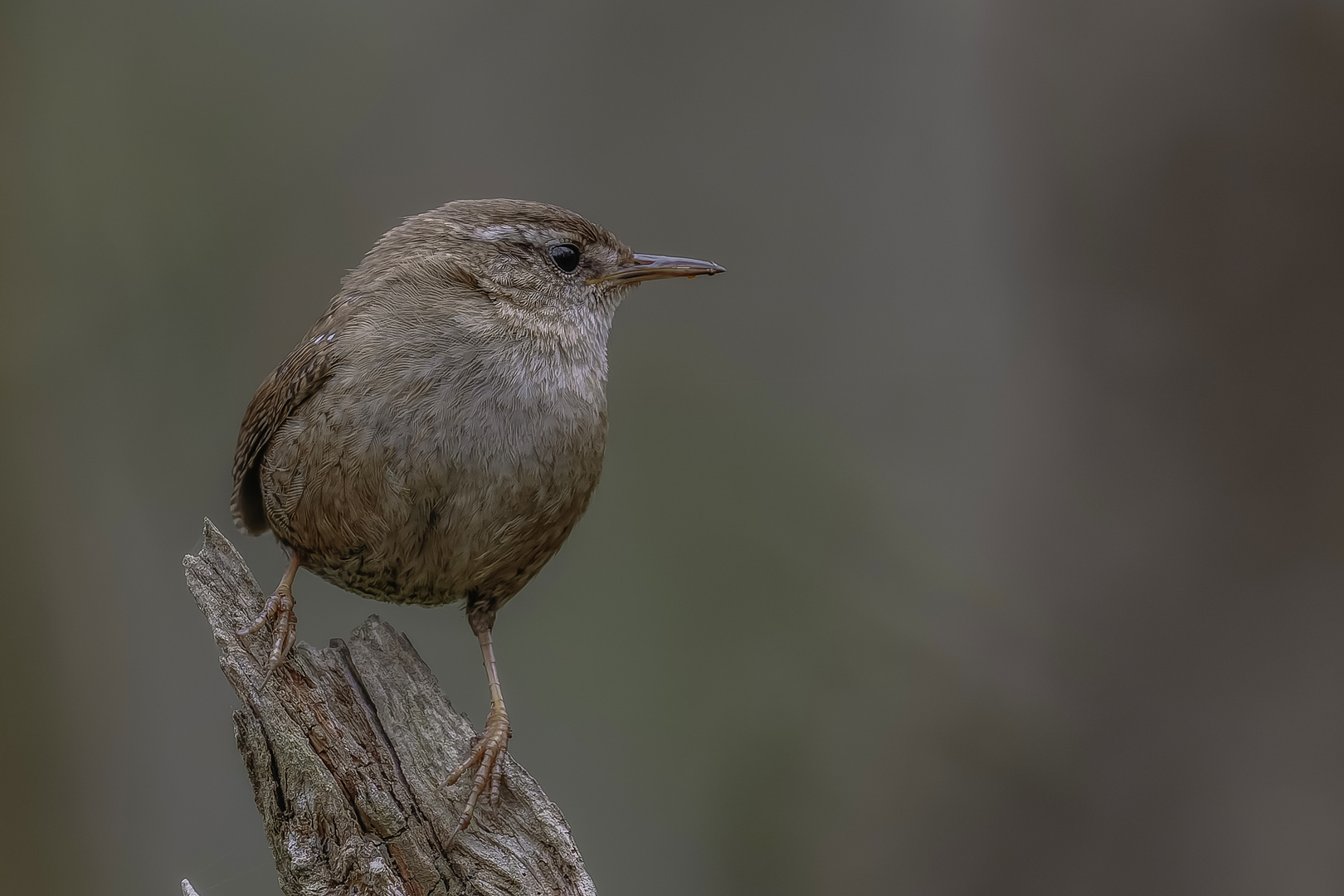 Zaunkönig (Troglodytes troglodytes)