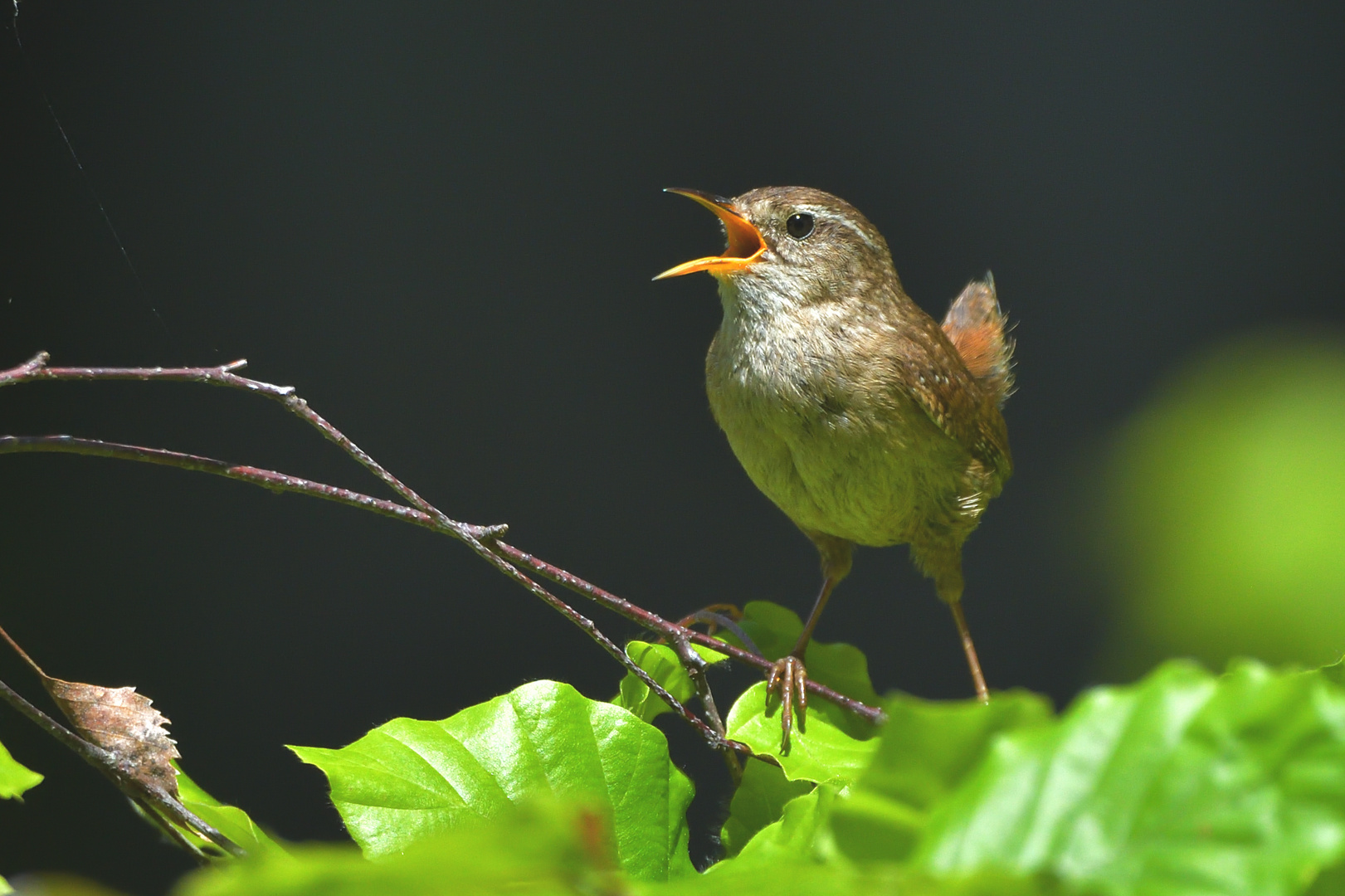 Zaunkönig (Troglodytes troglodytes)