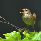 Zaunkönig (Troglodytes troglodytes)