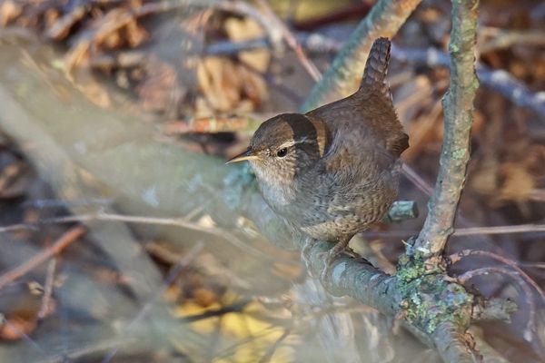 Zaunkönig (Troglodytes troglodytes)
