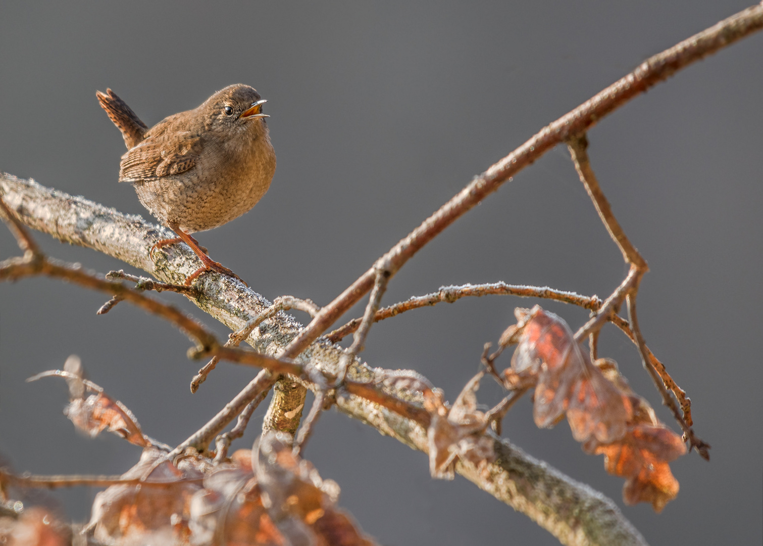 Zaunkönig (Troglodytes troglodytes)