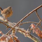 Zaunkönig (Troglodytes troglodytes)