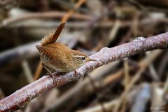 Zaunkönig (Troglodytes troglodytes)