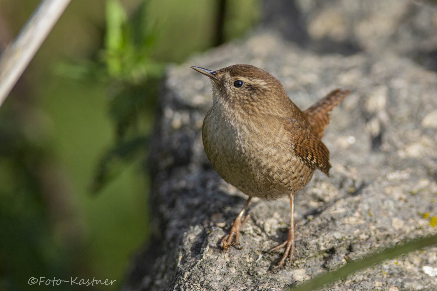  Zaunkönig (Troglodytes troglodytes)