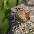  Zaunkönig (Troglodytes troglodytes)