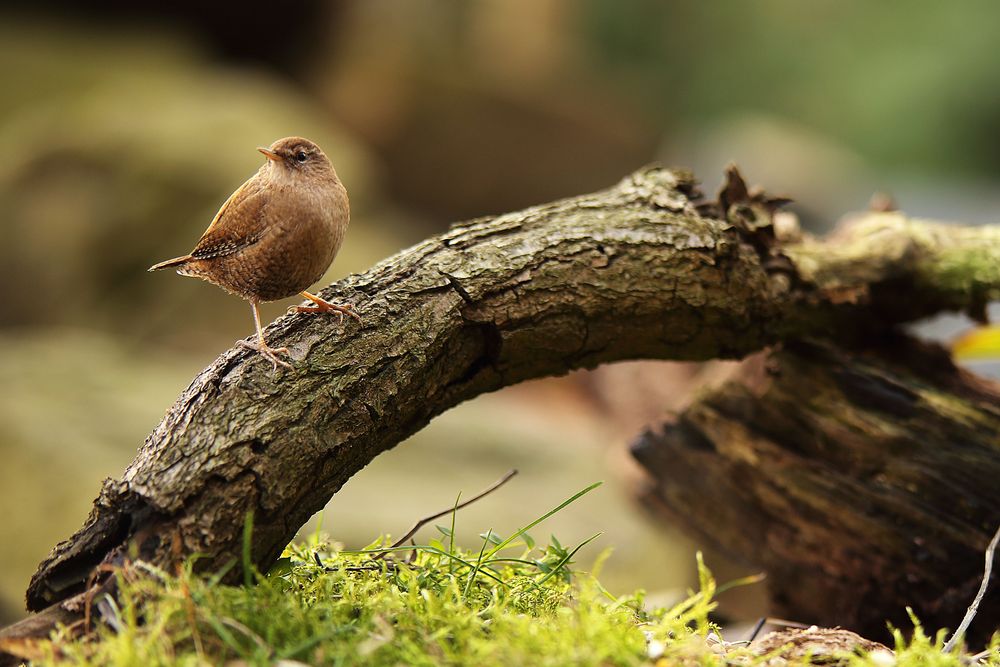 Zaunkönig (Troglodytes troglodytes)