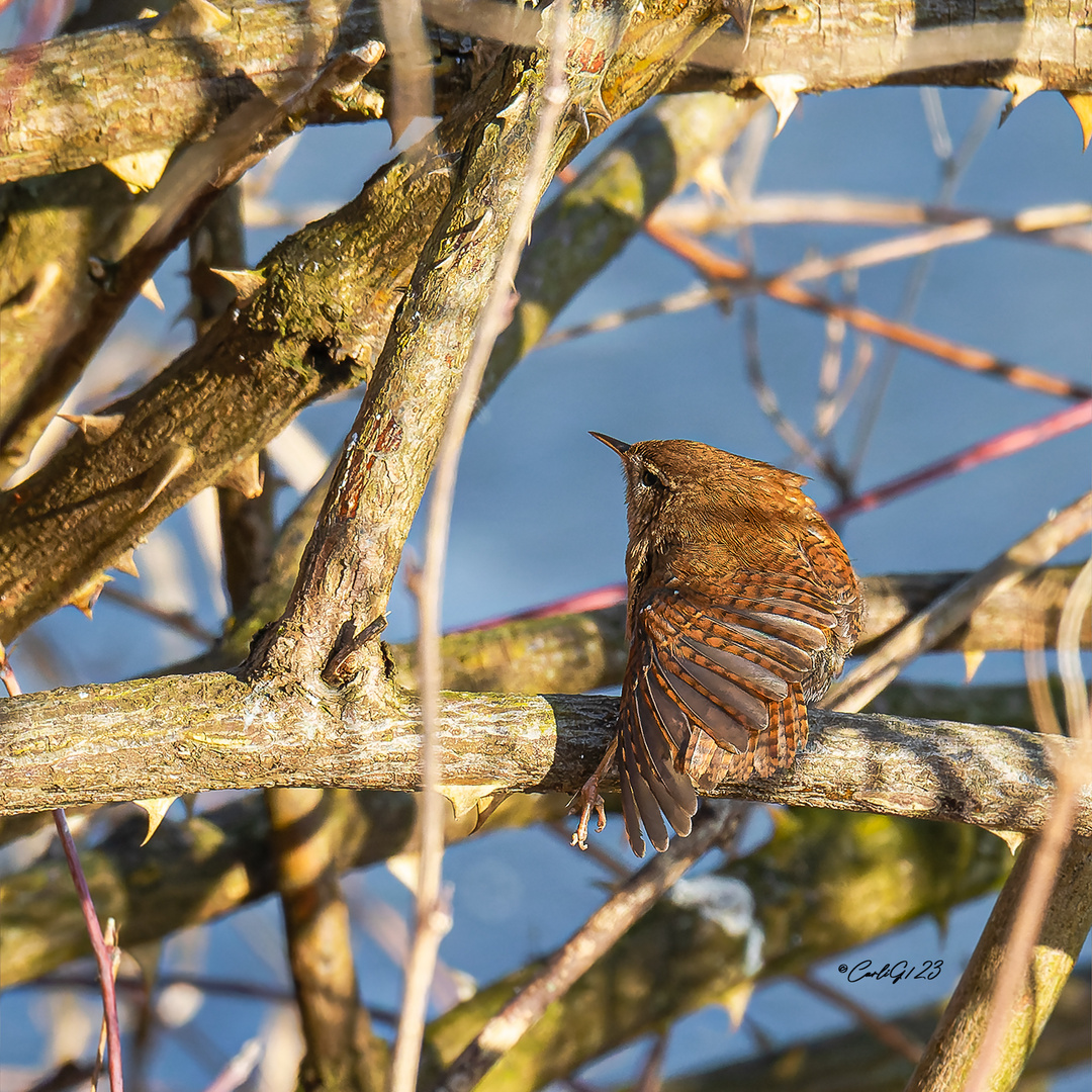 Zaunkönig (Troglodytes troglodytes) 