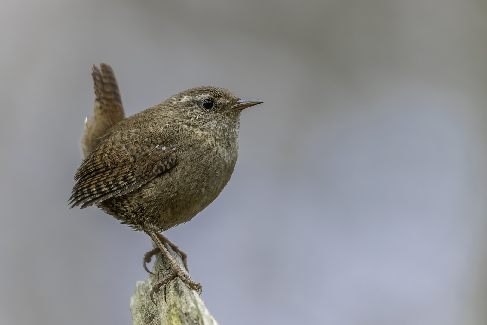 Zaunkönig (Troglodytes troglodytes)