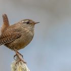 Zaunkönig (Troglodytes troglodytes)