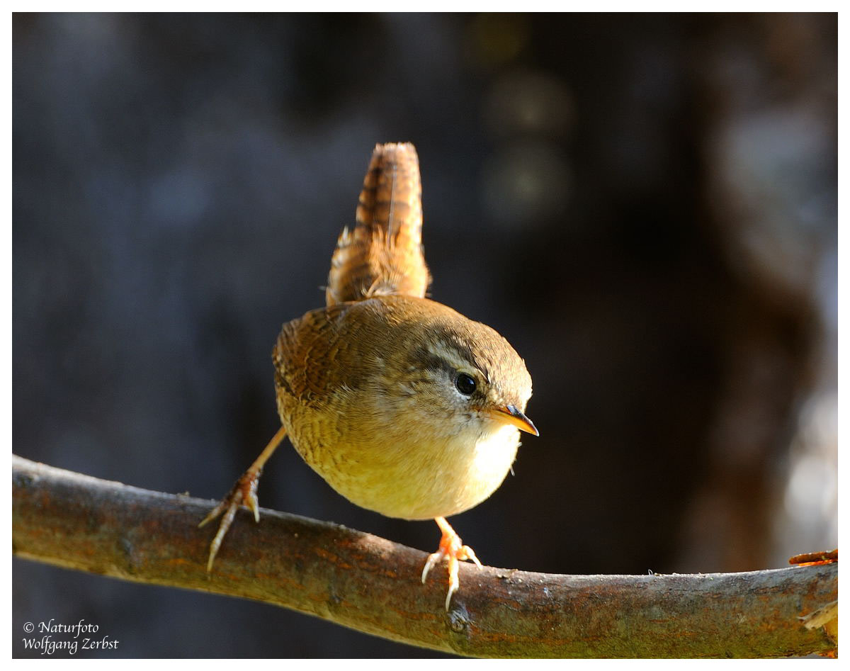 --- Zaunkönig --- ( Troglodytes troglodytes )