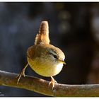 --- Zaunkönig --- ( Troglodytes troglodytes )