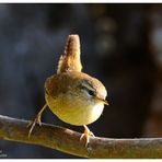 --- Zaunkönig --- ( Troglodytes troglodytes )