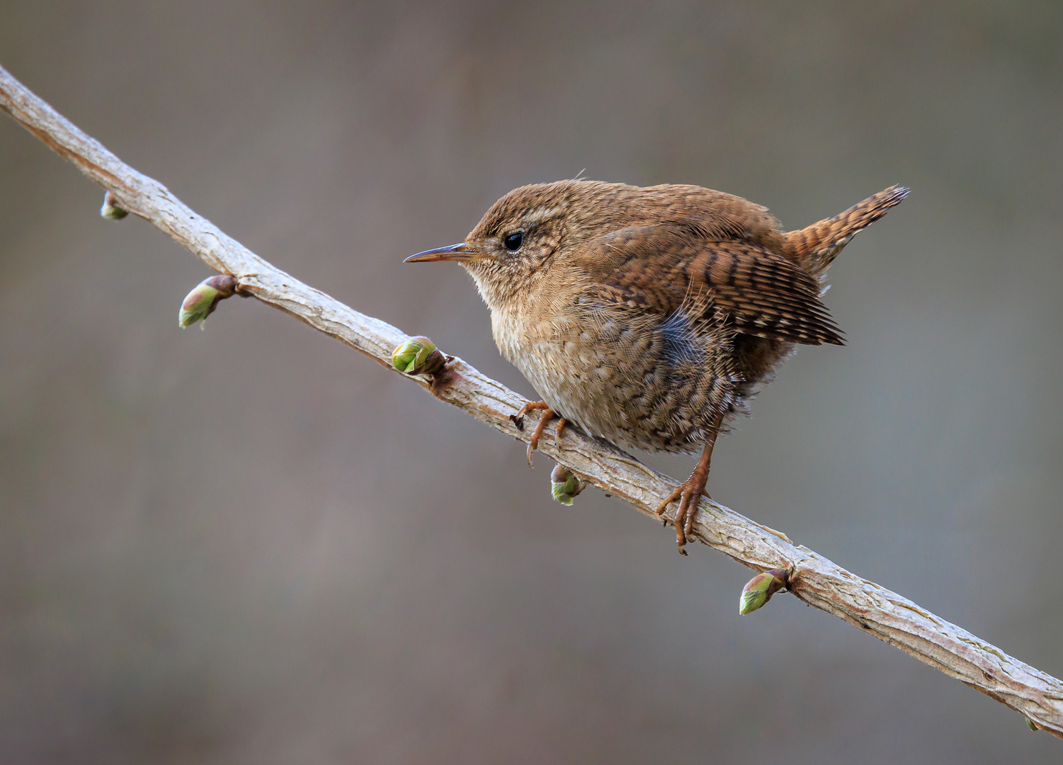 Zaunkönig (Troglodytes troglodytes)