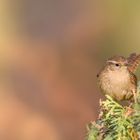 Zaunkönig (Troglodytes troglodytes)