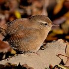 Zaunkönig (Troglodytes troglodytes)