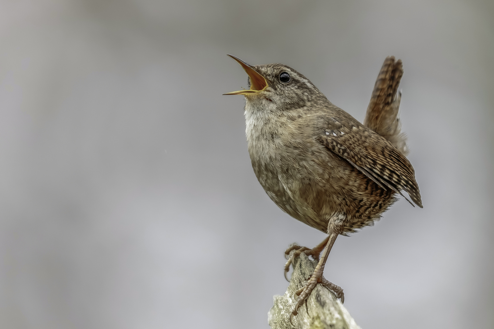 Zaunkönig (Troglodytes troglodytes) Erster Tenor