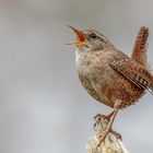 Zaunkönig (Troglodytes troglodytes) Erster Tenor