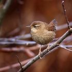 Zaunkönig (Troglodytes troglodytes)