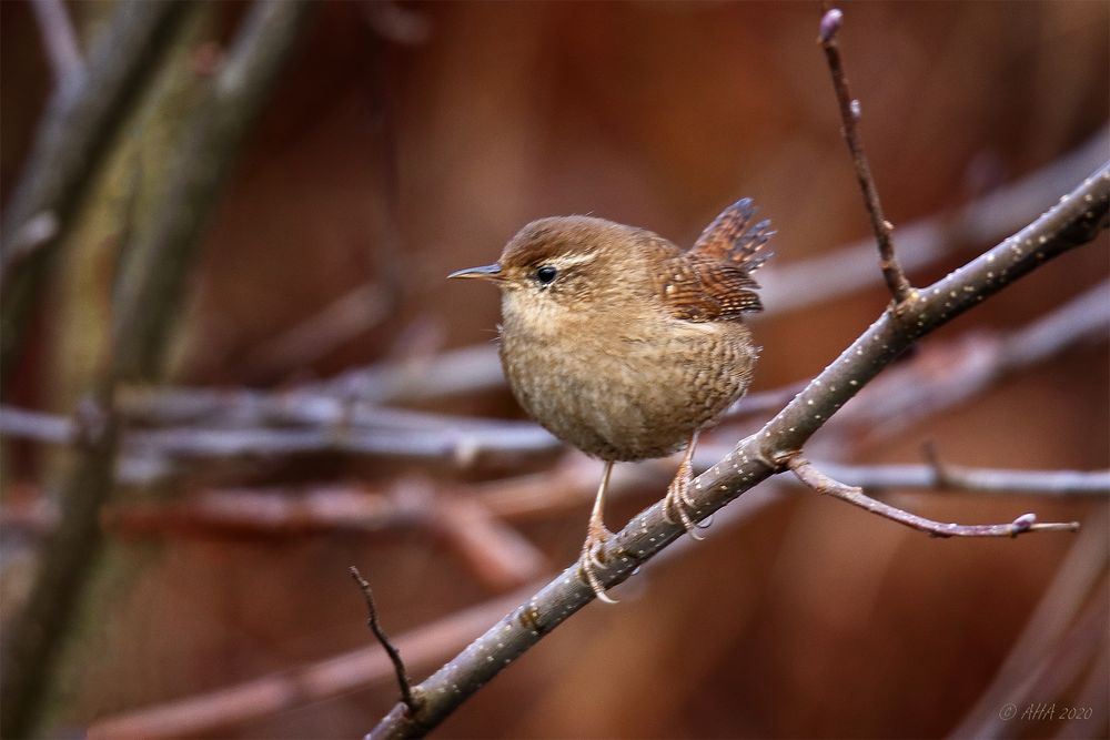 Zaunkönig (Troglodytes troglodytes)