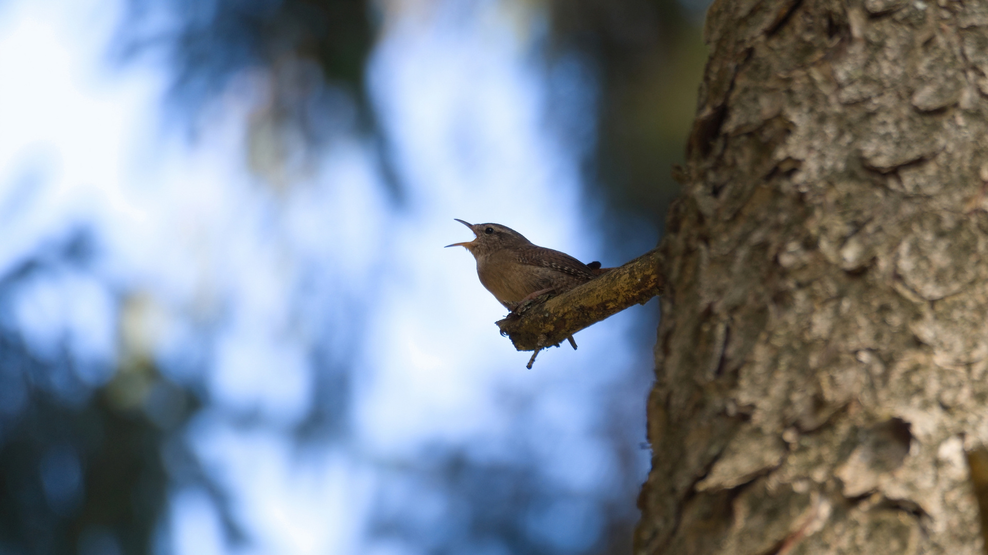 Zaunkönig (Troglodytes troglodytes)