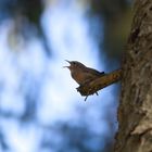 Zaunkönig (Troglodytes troglodytes)