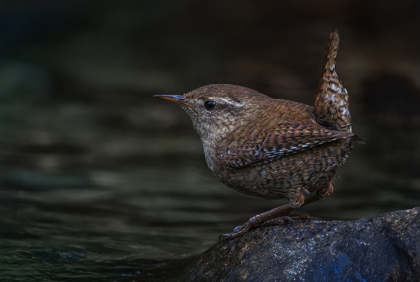   Zaunkönig (Troglodytes troglodytes)