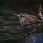   Zaunkönig (Troglodytes troglodytes)