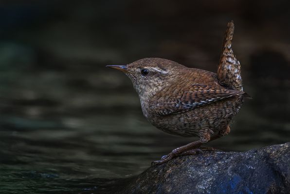   Zaunkönig (Troglodytes troglodytes)