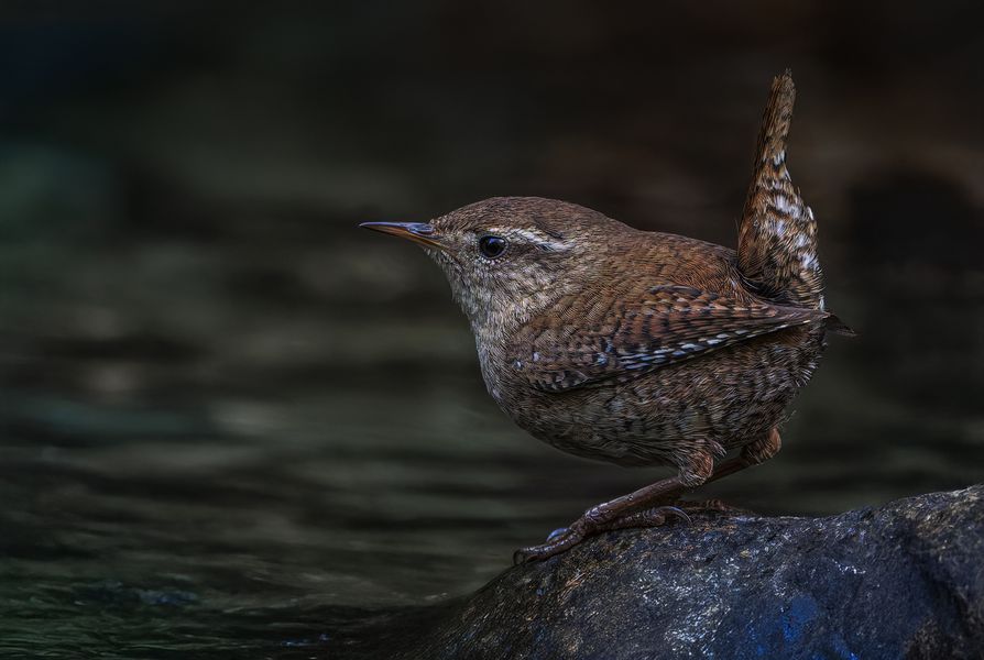 Zaunkönig (Troglodytes troglodytes)