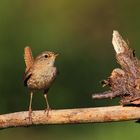 Zaunkönig (Troglodytes troglodytes)