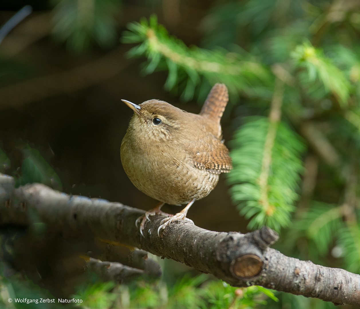 --- Zaunkönig ---    ( Troglodytes troglodytes )