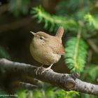 --- Zaunkönig ---    ( Troglodytes troglodytes )