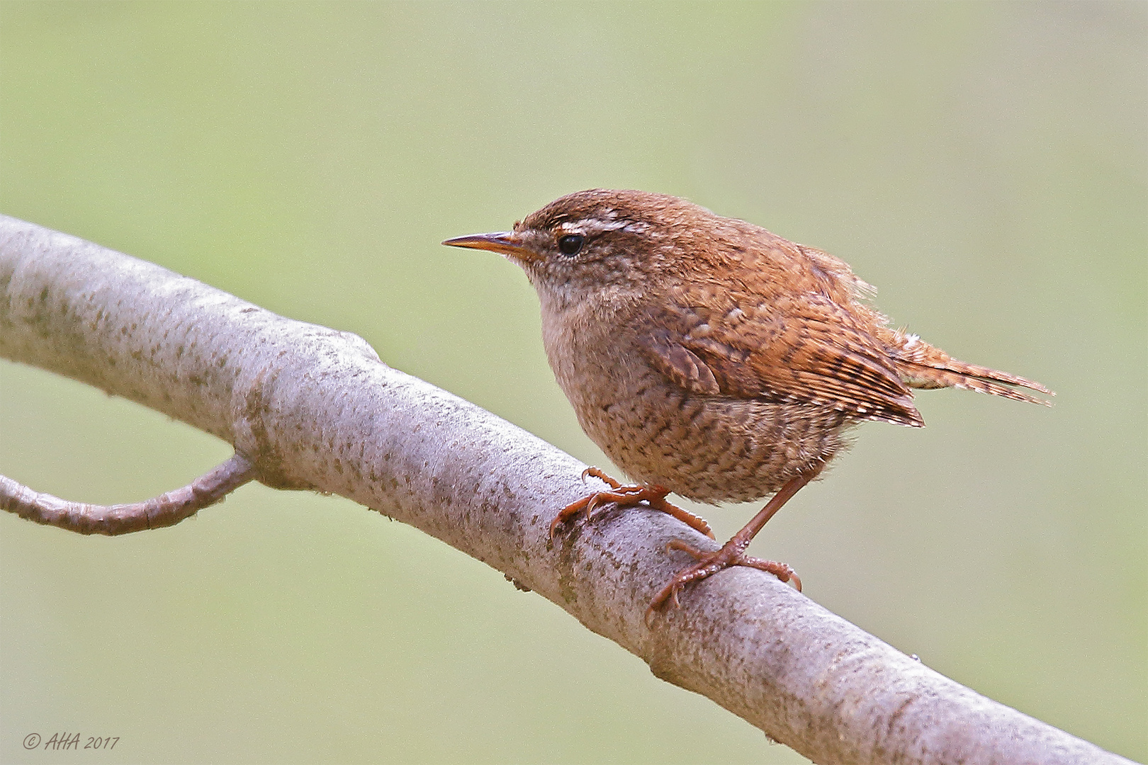 Zaunkönig (Troglodytes troglodytes)