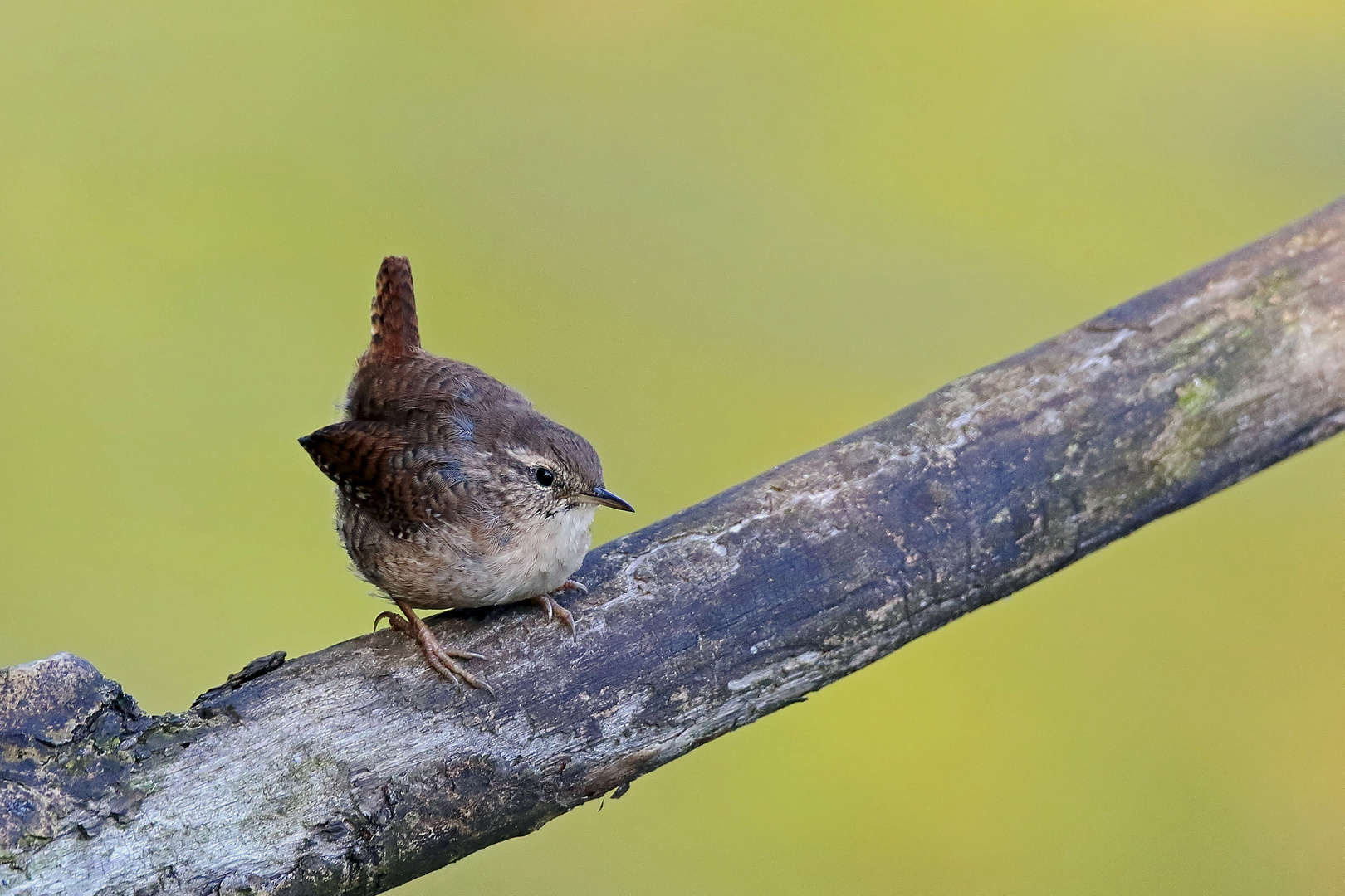 Zaunkönig (Troglodytes troglodytes)