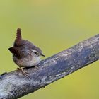 Zaunkönig (Troglodytes troglodytes)