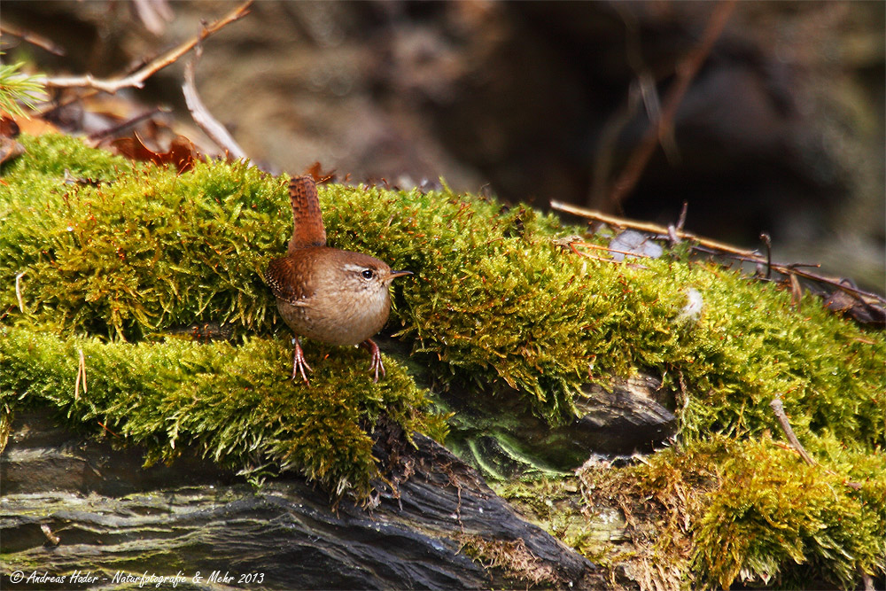 Zaunkönig (Troglodytes troglodytes)