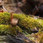 Zaunkönig (Troglodytes troglodytes)