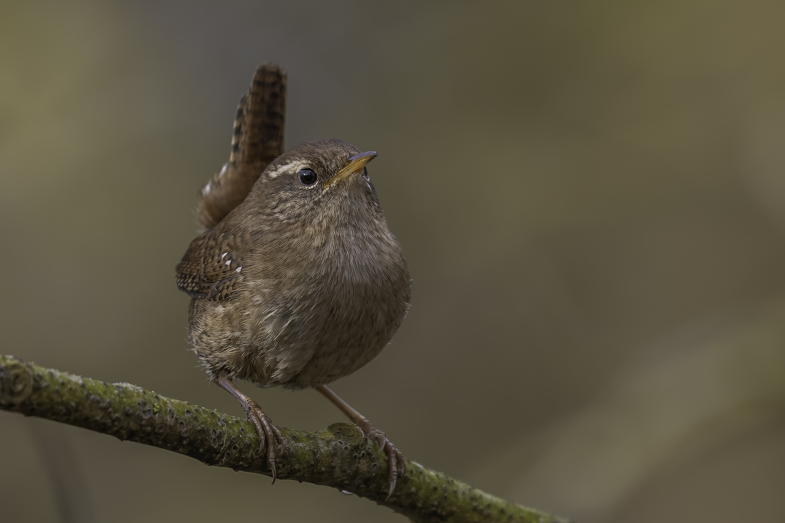 Zaunkönig (Troglodytes troglodytes)