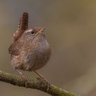 Zaunkönig (Troglodytes troglodytes)