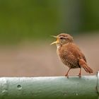 Zaunkönig - Troglodytes troglodytes II