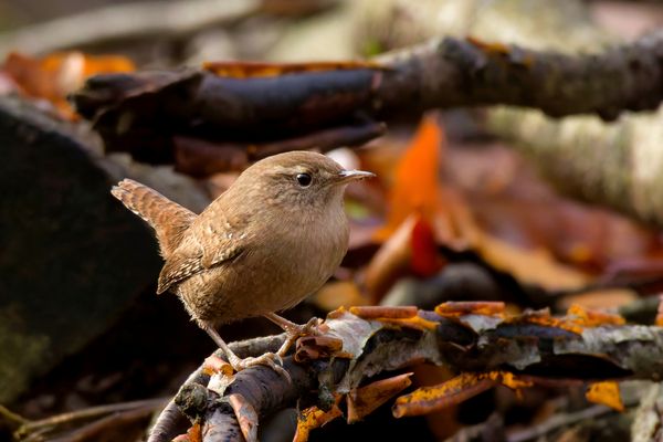 Zaunkönig (Troglodytes troglodytes) im Wald