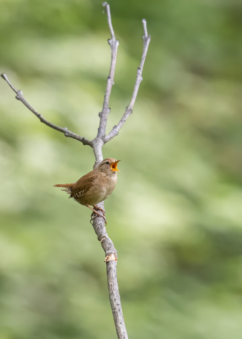 Zaunkönig (Troglodytes troglotytes)