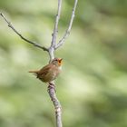 Zaunkönig (Troglodytes troglotytes)