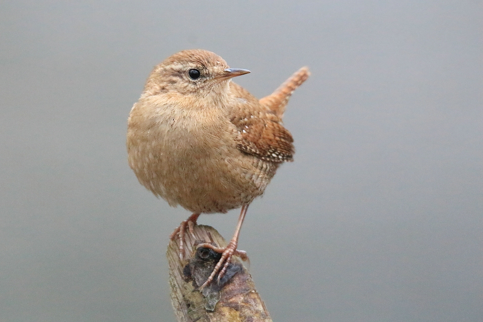 Zaunkönig (Troglodytidae)