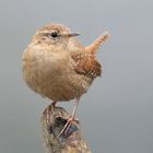 Zaunkönig (Troglodytidae)